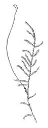 Calliergonella cuspidata, habit with capsule. Drawn from W. Martin 4.12, CHR 603474.
 Image: R.C. Wagstaff © Landcare Research 2014 